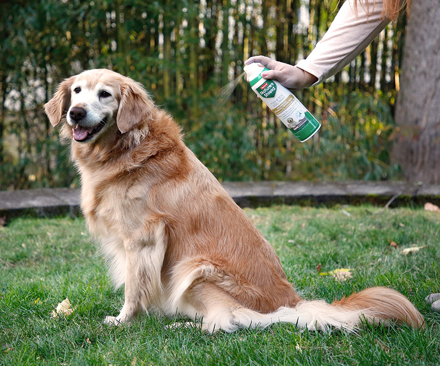 Flea and tick protection - two dogs and a black cat.