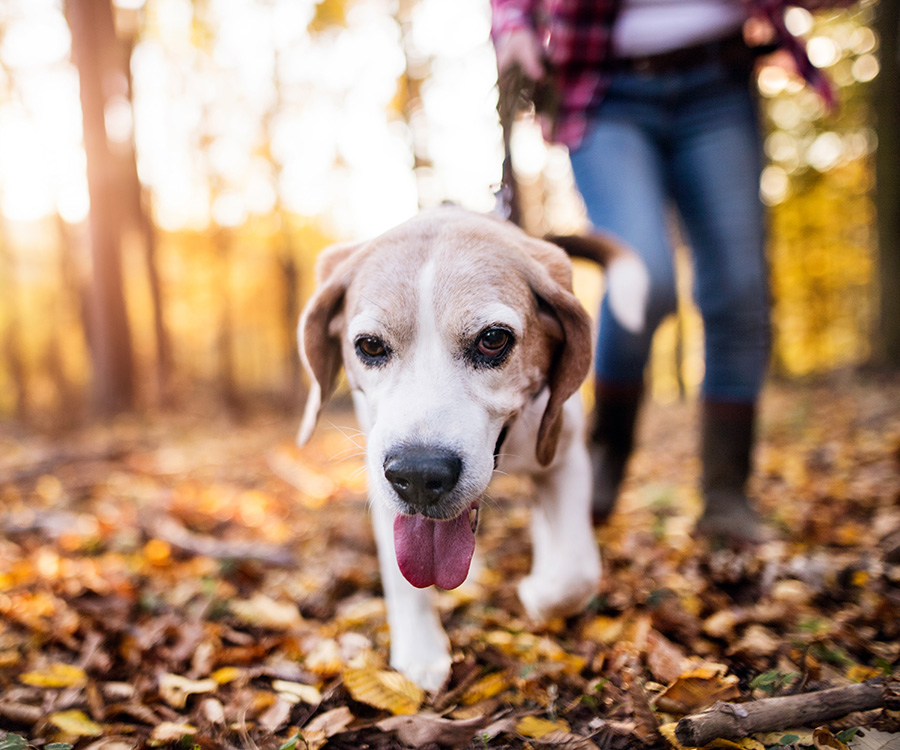 Flea and tick protection - Cat and dog in the leaves in autumn.
