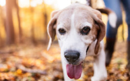 Flea and tick protection - Woman with dog on a walk in an autumn forest.