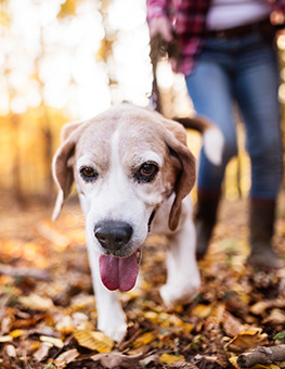 Flea and tick protection - Woman with dog on a walk in an autumn forest.