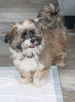 Hartz home protection dog pads.