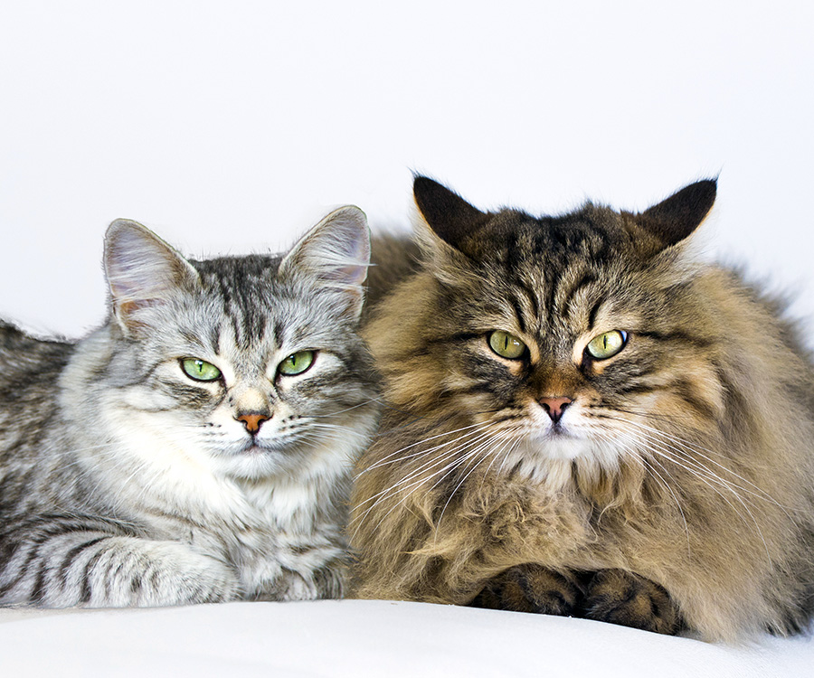 Male or female cat - Siberian cats on the sofa, silver female and brown tabby male.