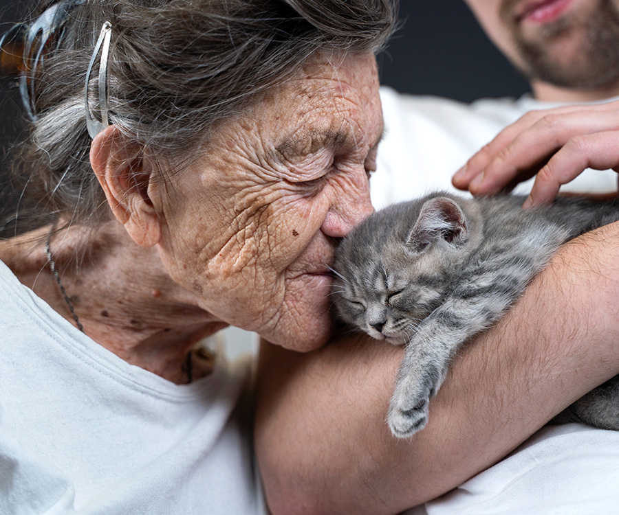 Male or female cat - Happy senior woman cuddling and kiss, snuggle up to face small cute gray kitten, which held in arms by his grandson.