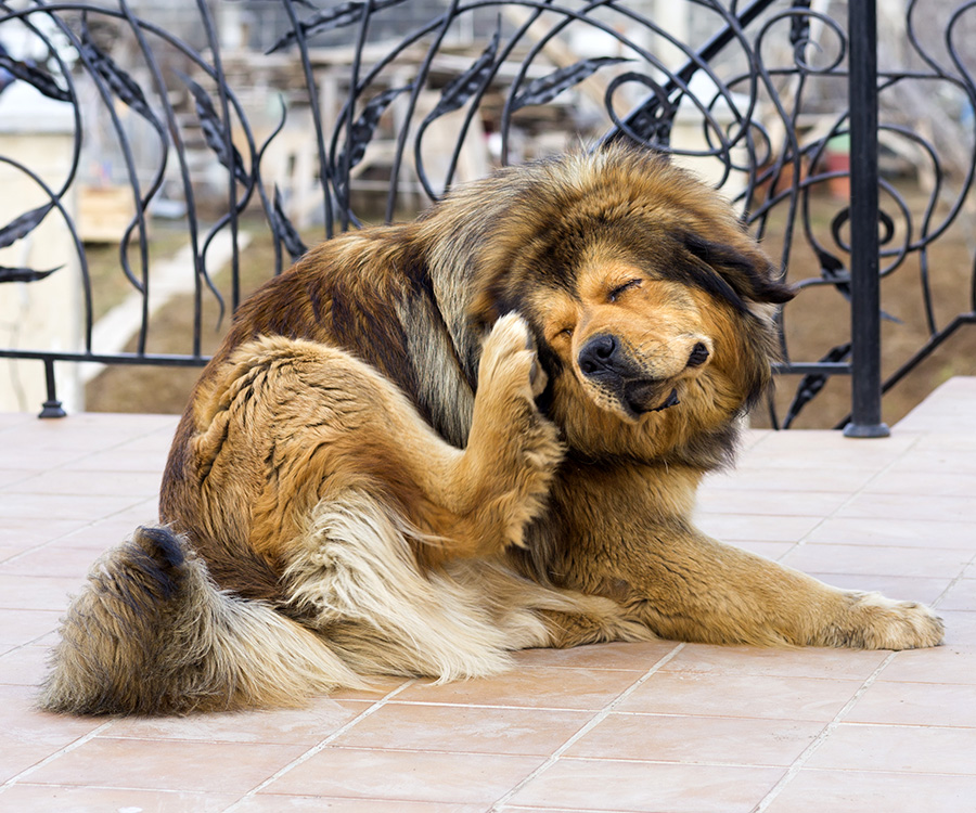 Pest Management System - Tibetan Mastiff dog scratching flea behind ear.