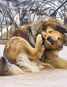 Pest Management System - Tibetan Mastiff dog scratching flea behind ear.