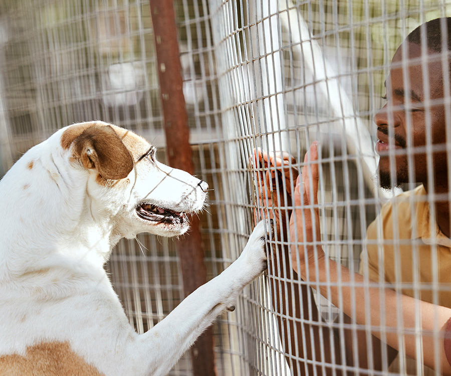 Shelter dog adoption - Dog reaches with paw toward a man's hand through fence