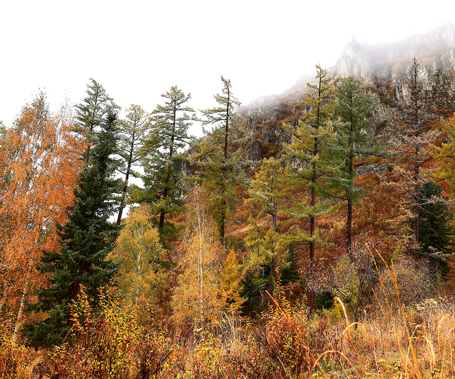 The effects of climate change - Scenery, forest, ecology climate change.