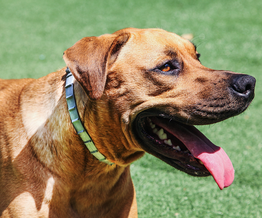 The effects of climate change - Dog wearing Hartz Ultraguard wearing a gray flea & tick collar.