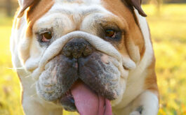 Where Do Dogs Get Fleas? - Bulldog in yard.