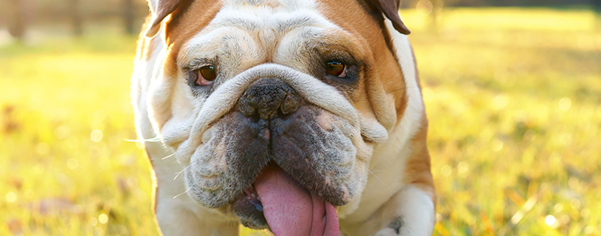 Where Do Dogs Get Fleas? - Bulldog in yard.