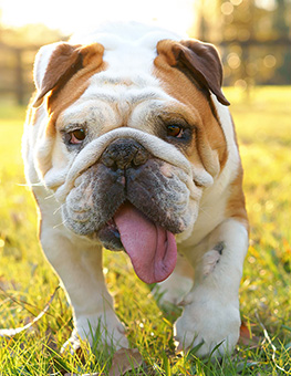 Where Do Dogs Get Fleas? - Bulldog in yard.