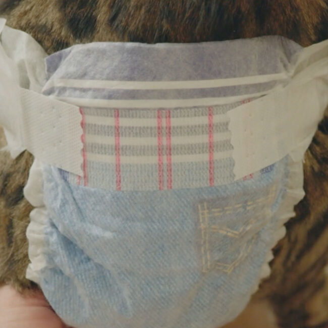 Comfitables diapers for cats. Product demonstration video.