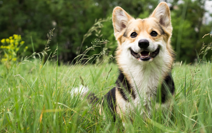 flea treatment for puppies