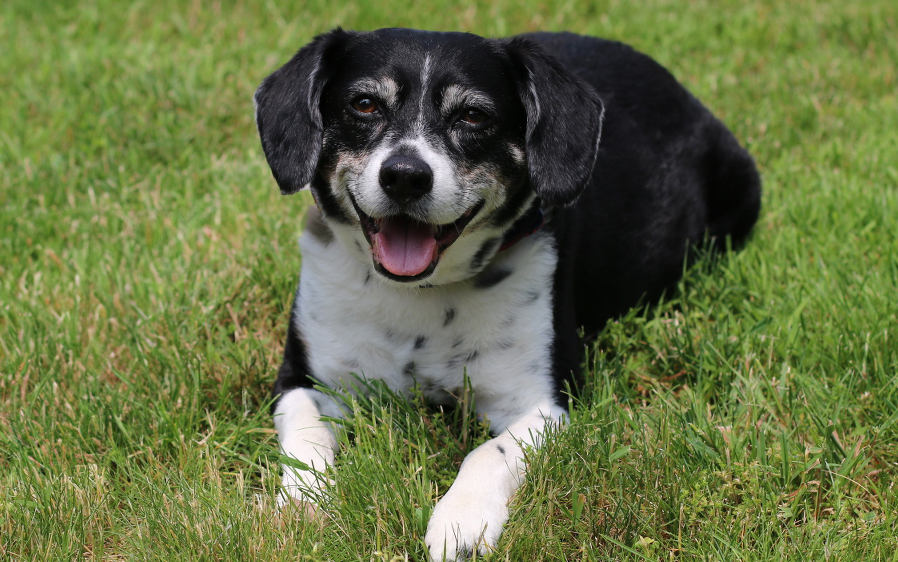 Dog lying in grass is protected by Hartz dog flea and tick treatment for dogs and puppies.