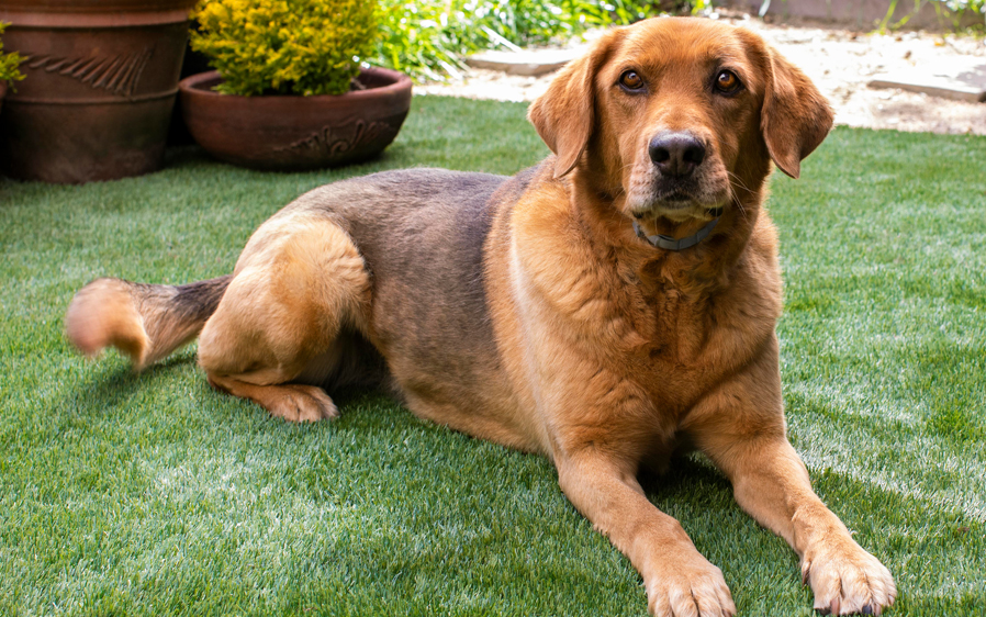 Protect your pet with flea and tick treatment for dogs and puppies