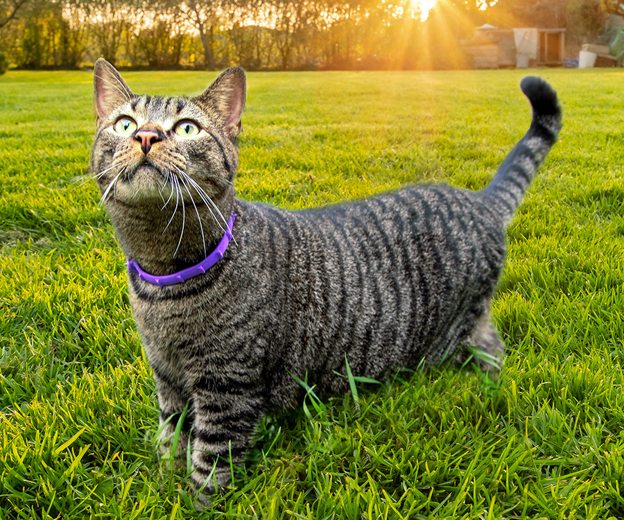 Flea treatment for cats - Tabby cat standing in grass wearing a purple ProMax flea & tick collar.