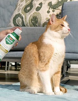 Best flea treatment for cats - Nature's Shield about to be sprayed on cat sitting on rug.