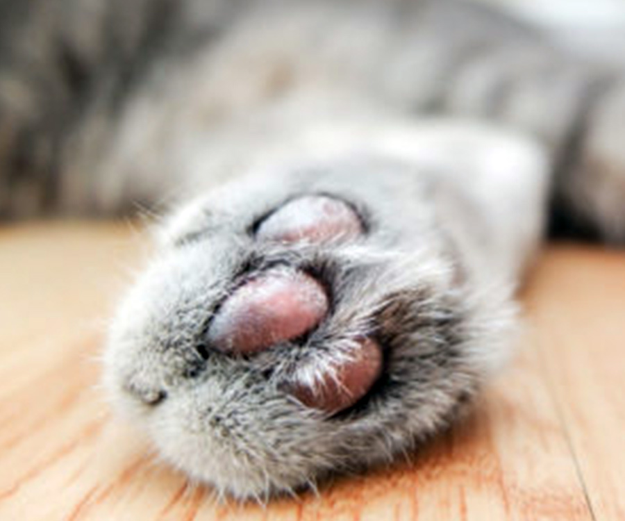 Cat Biting - Why does my cat bite me? - Cat paw declawed. Cat biting is more common in declawed cats.