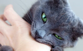 Cat Biting - Why does cat biting occur? Cat love bites? Gray cat biting human hand.