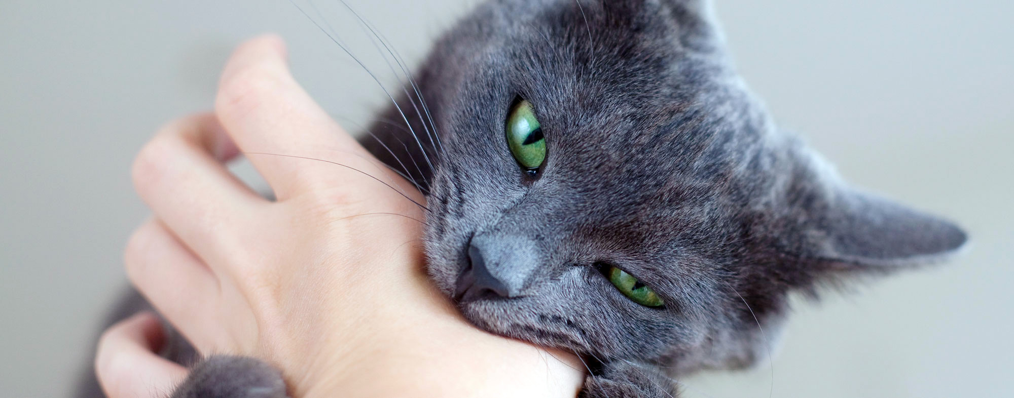 Treating Cat Bites and Scratches - HubPages