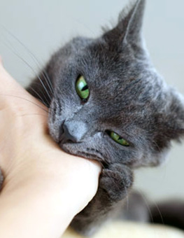 Cat Biting - Why does cat biting occur? Cat love bites? Gray cat biting human hand.