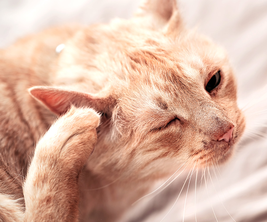 Clean cats ears - Older orange tabby cat resting on bed, scratching his ear, one eye closed.