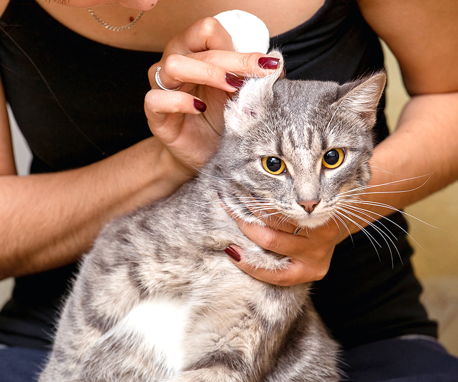 Clean cats ears - Woman cleaning gray tabby cat's ear with cotton round.