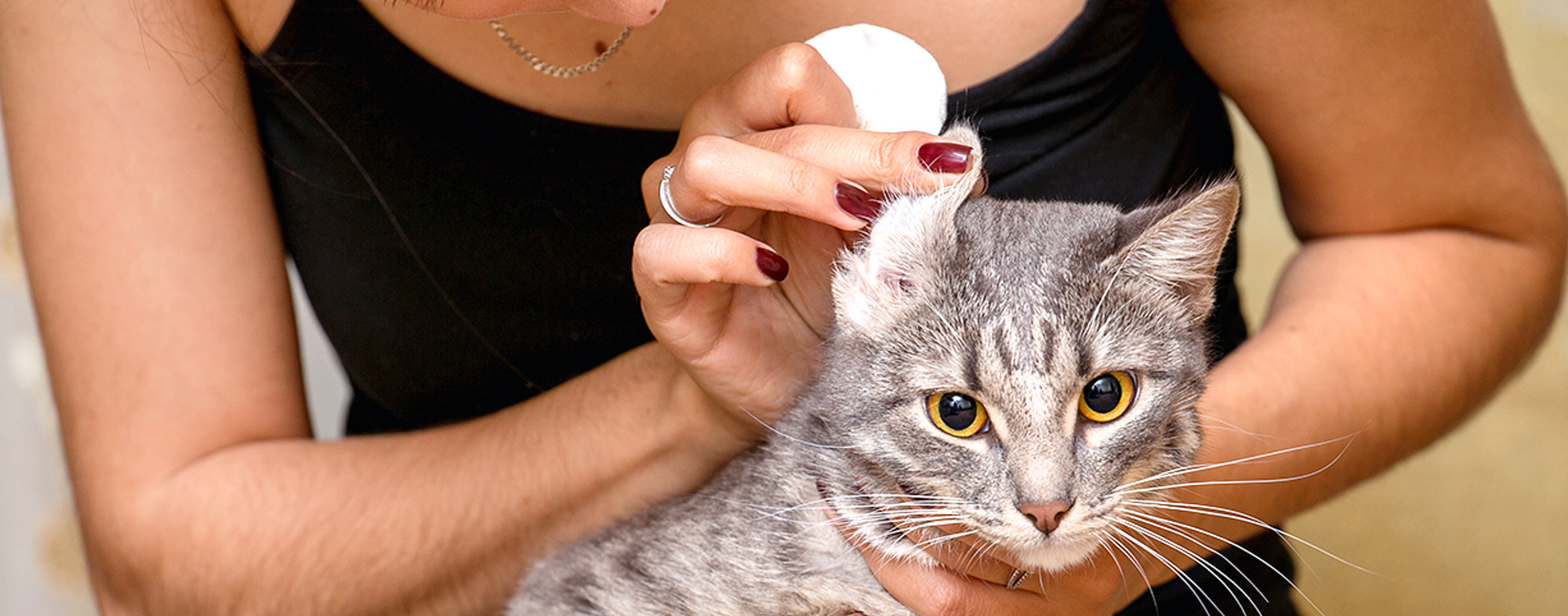 How to Clean Your Cat's Ears Hartz