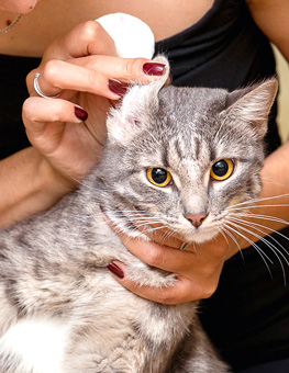 Clean cats ears - Woman cleaning gray tabby cat's ear with cotton round.