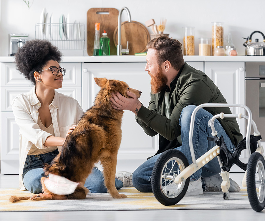 Handicapped Pets - Smiling interracial couple petting handicapped dog near wheelchair in kitchen.