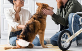 Handicapped Pets - Smiling interracial couple petting handicapped dog near wheelchair in kitchen
