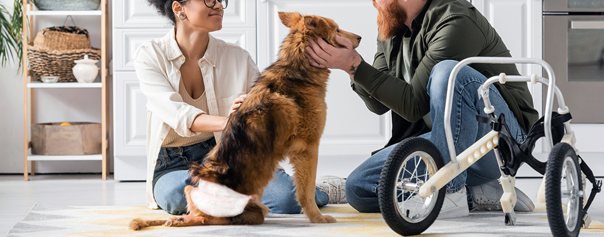 How to Care for Handicapped Pets Hartz