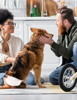Handicapped Pets - Smiling interracial couple petting handicapped dog near wheelchair in kitchen