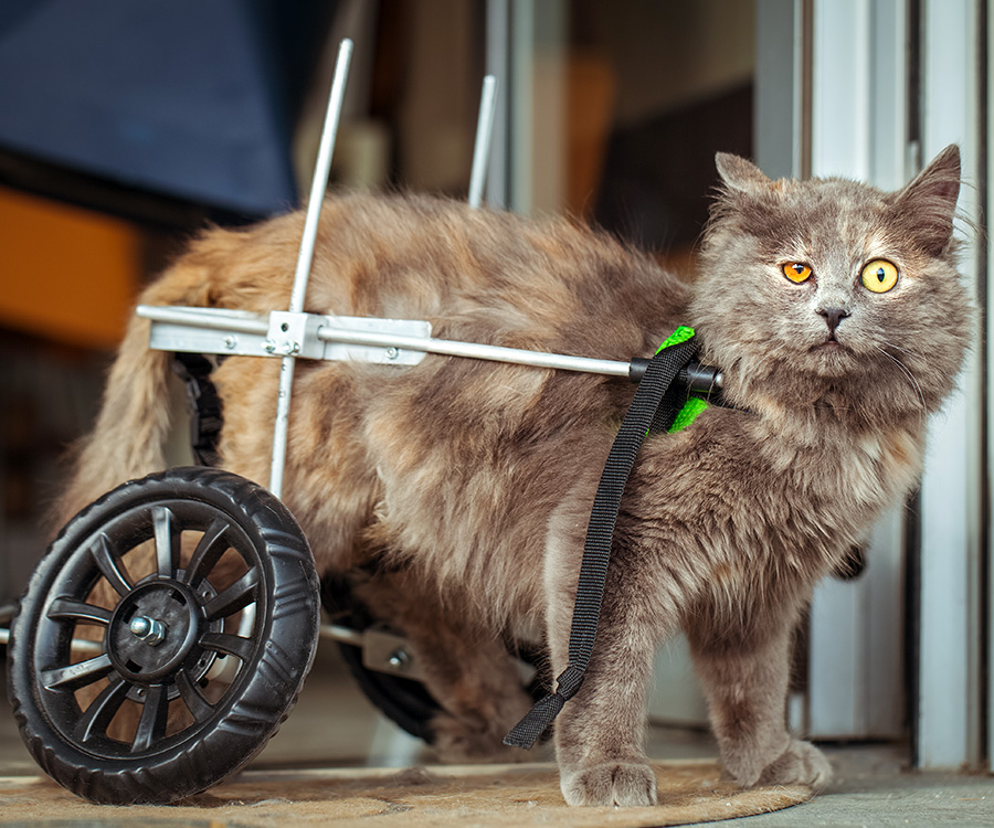 Handicapped Pets - A shorthair cat that is blind in one eye and has its left ear tipped.