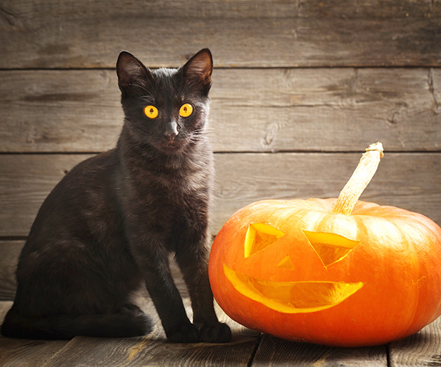Why are black cats associated with halloween - Halloween pumpkin and black cat on wooden background