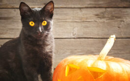 Why are black cats associated with halloween - Halloween pumpkin and black cat on wooden background