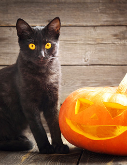 Why are black cats associated with halloween - Halloween pumpkin and black cat on wooden background