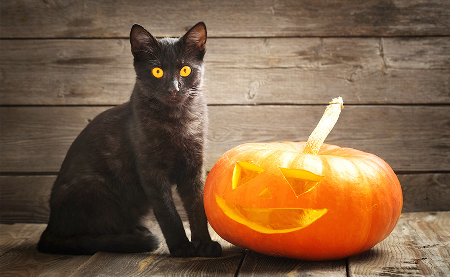 Why are black cats associated with halloween - Halloween pumpkin and black cat on wooden background