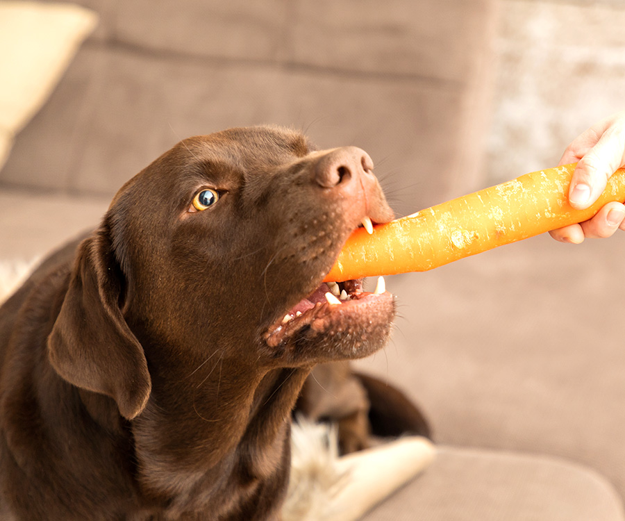 Benefits of vegetables for dogs - Brown sweet labrador eats a carrot in a living room