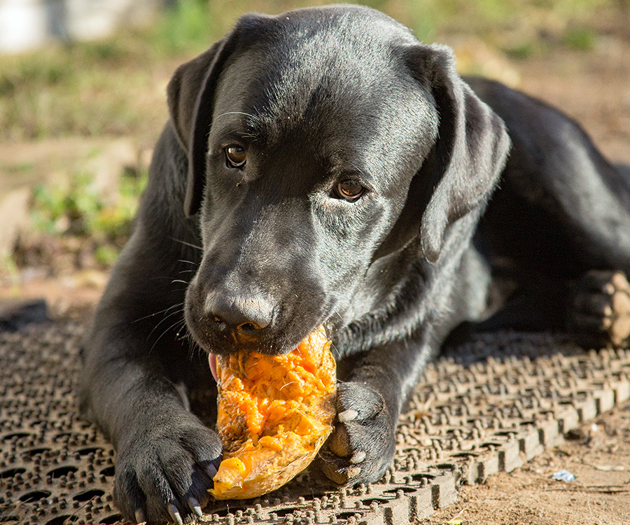Benefits of vegetables for dogs - Black labrador eating happily a long pumpkin treat