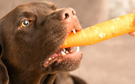 Benefits of vegetables for dogs - Brown sweet labrador eats a carrot in a living room