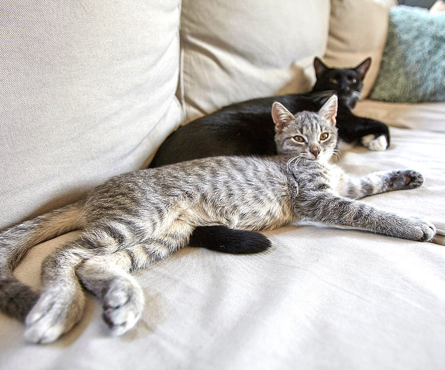 How to get rid of cat smell in house - Tabby cat and black cat lying next to each other on a gray couch, looking toward foreground.