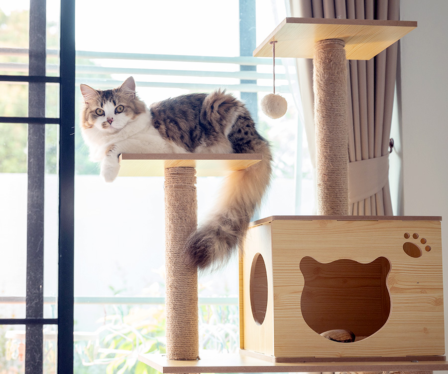 How to get rid of cat smell in house - Cat in a wooden cat tree in modern house.