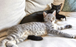 How to get rid of cat smell in house - Tabby cat and black cat lying next to each other on a gray couch, looking toward foreground.