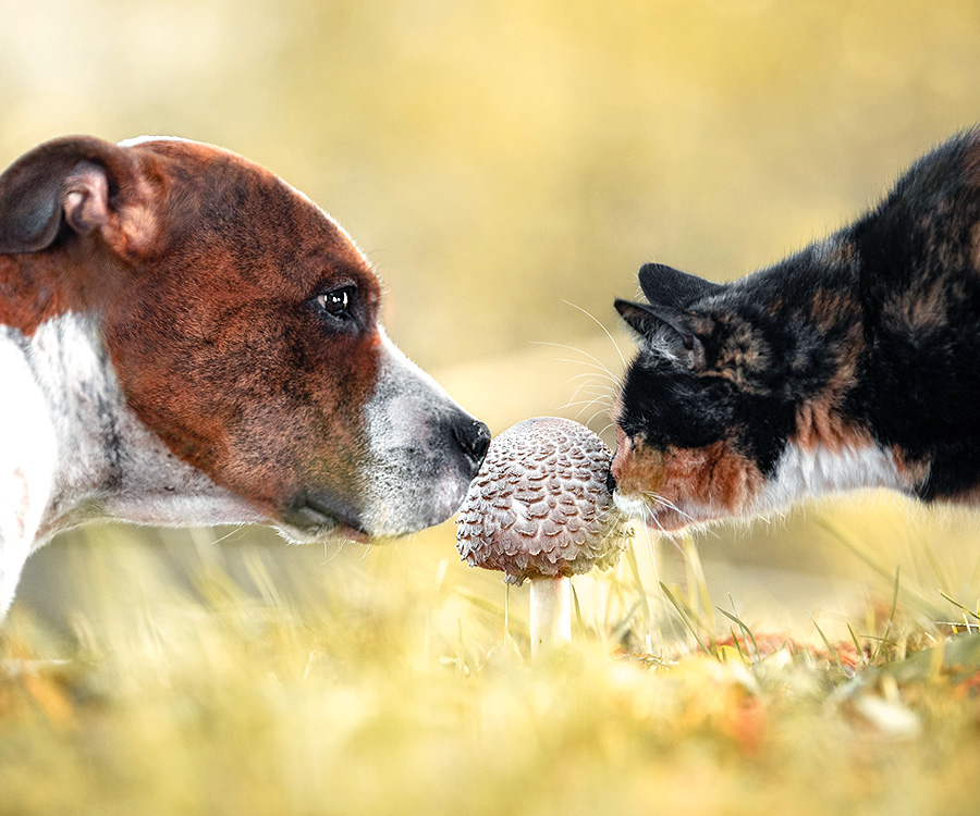 Pet Dangers - Dog and cat sniffing a mushroom in a grassy field.