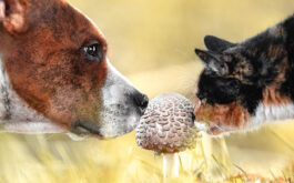 Pet Dangers - Dog and cat sniffing a mushroom in a grassy field.