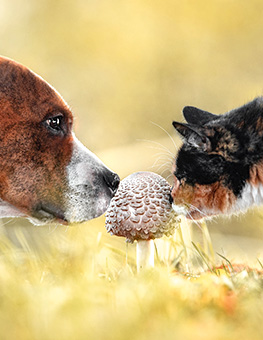 Pet Dangers - Dog and cat sniffing a mushroom in a grassy field.