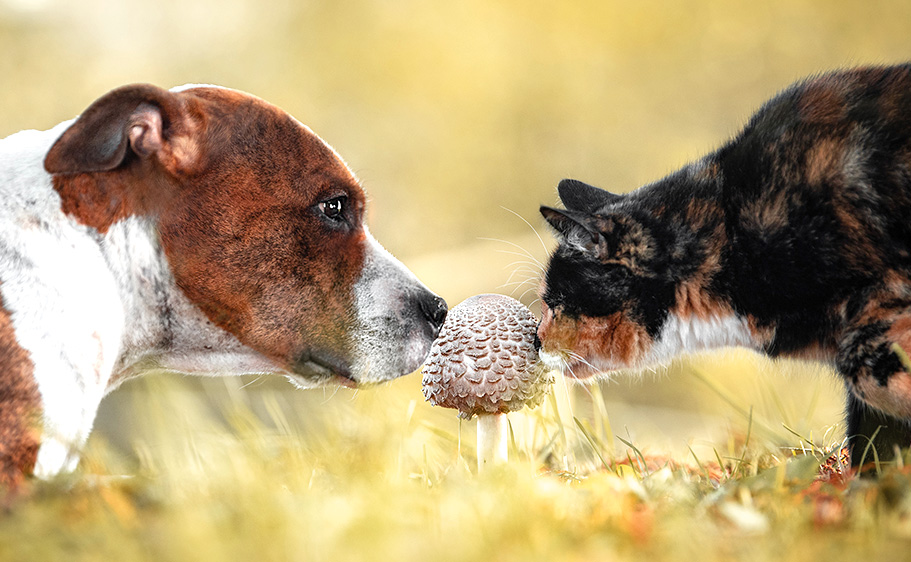 Pet Dangers - Dog and cat sniffing a mushroom in a grassy field.