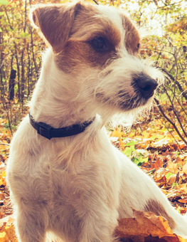 Protect Your Dog from Fleas & Ticks - Dog sitting up among the fall leaves looking to his left.