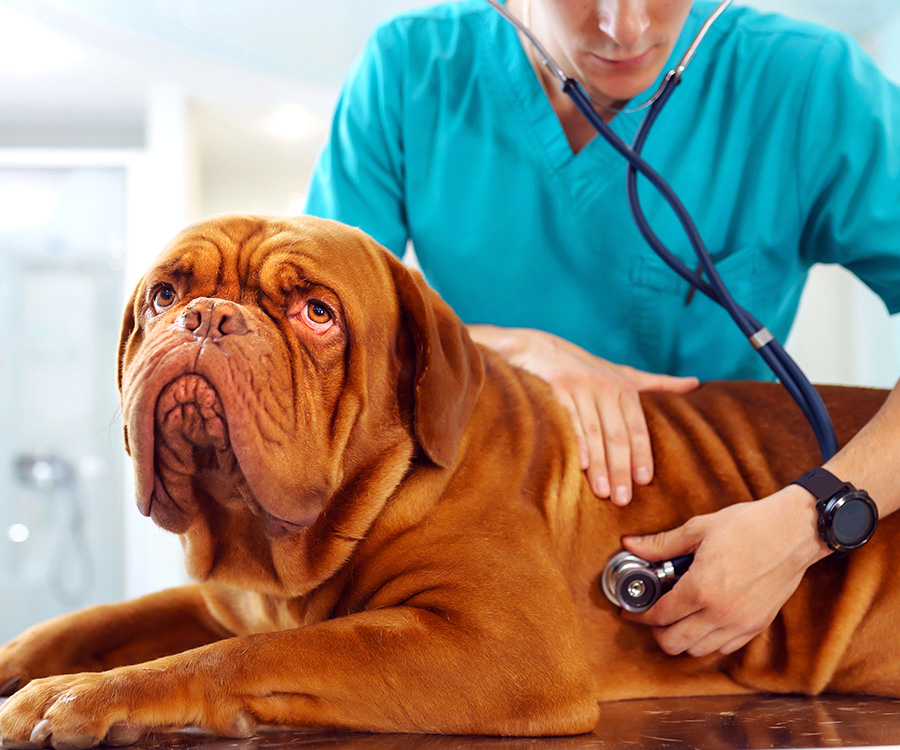 Vet Visit - Male veterinarian checking up a dog on table in veterinary clinic.